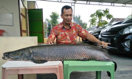 warga tangkap ikan raksasa arapaima di sungai brantas